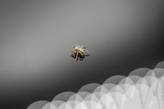微距蜘蛛