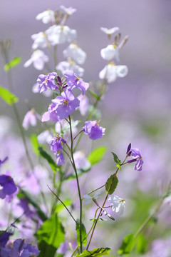 天坛公园二月兰诸葛菜