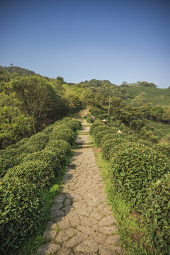 杭州龙井茶园