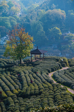 杭州龙井茶园