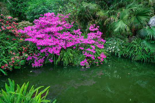 水边杜鹃花开