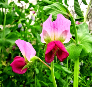 紫豌豆花