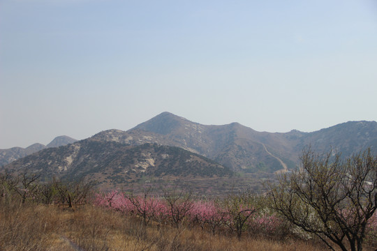 山花烂漫