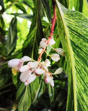 花叶艳山姜花