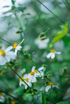 白花鬼针草