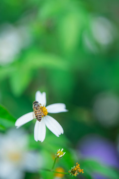 白花鬼针草