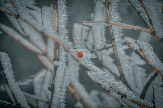 冰雪与果实