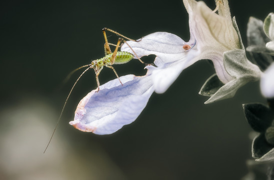 昆虫