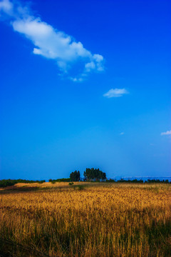 云南滇池湿地