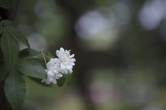 木香花