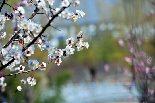春天园林杏花