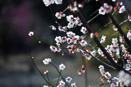 黑背景杏花