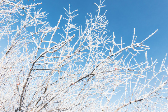 冬季树枝雾凇蓝天