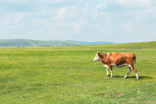夏季草原一头牛