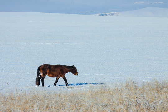 雪原一匹蒙古马