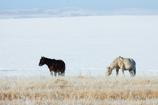 冬季雪原蒙古马