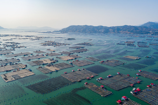 霞浦鱼排