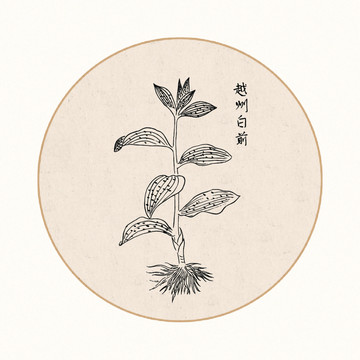 白前中医中草药素材白描矢量