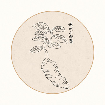 小赤药中医中草药素材白描矢量