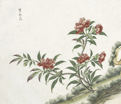 野红花手绘花卉水彩国画素材