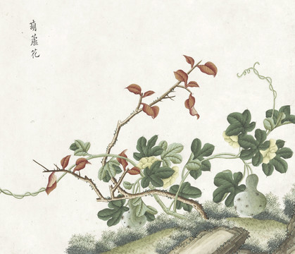 葫芦花手绘花卉水彩国画素材