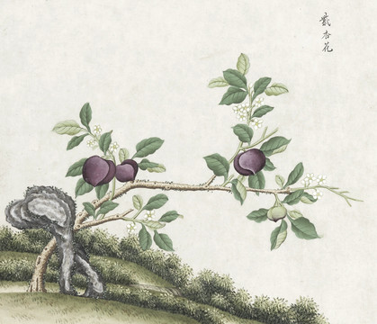 紫杏花手绘花卉水彩国画素材