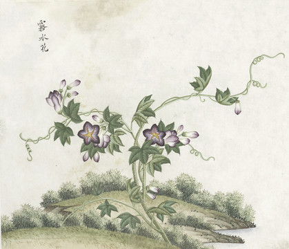 雾水花水彩花卉国画素材插画