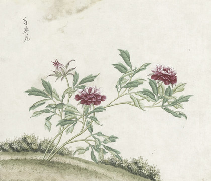 芍药花水彩花卉国画素材插画