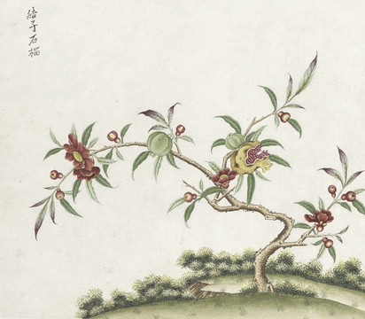 石榴花水彩花卉国画素材插画