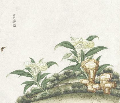 碧鸡冠花水彩花卉国画素材插画