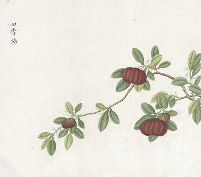 四季桔水彩花卉国画素材插画