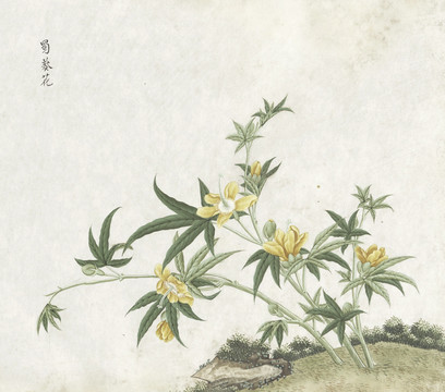 蜀葵花水彩花卉国画素材插画