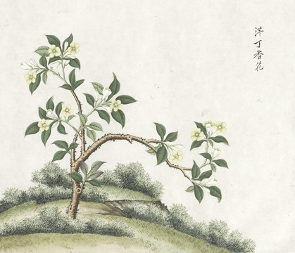 洋丁香花水彩花卉国画素材插画