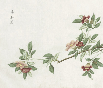 单茶花水彩花卉国画素材插画