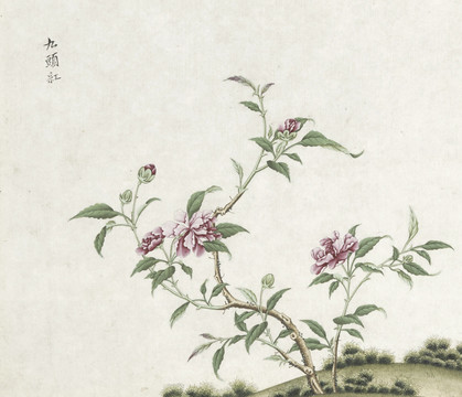 九頭紅花水彩花卉國(guó)畫素材插畫