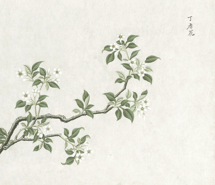 丁香花水彩花卉国画素材插画