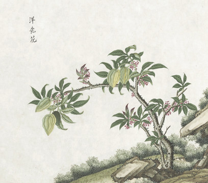 洋桃花水彩花卉国画素材插画