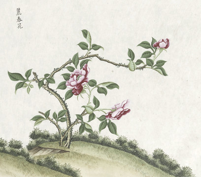 丽春花水彩花卉国画素材插画