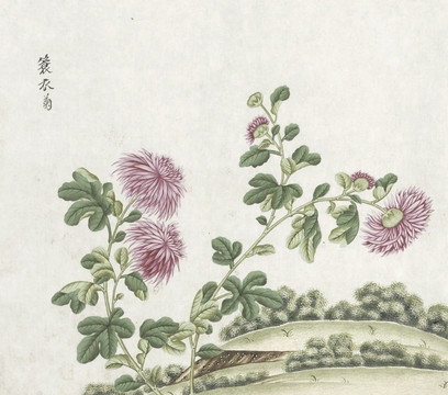 蓑衣菊花水彩花卉国画素材插画