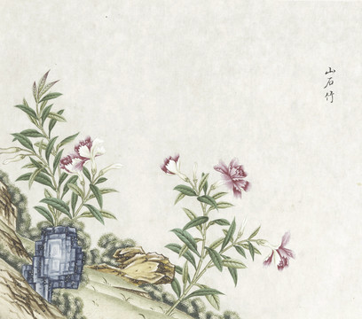 山石竹水彩花卉国画素材插画