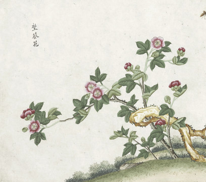 野葵花水彩花卉国画素材插画