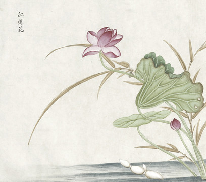 红莲花水彩花卉国画素材插画