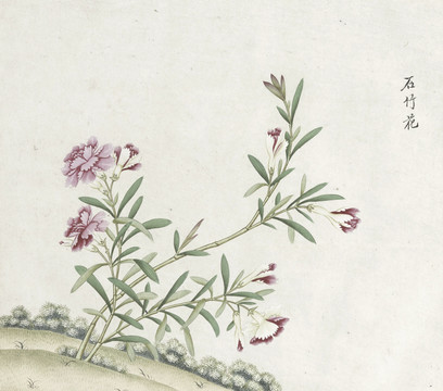 石竹花水彩花卉国画素材插画