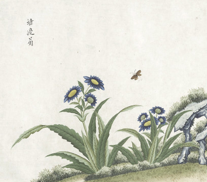 塘边菊花水彩花卉国画素材插画