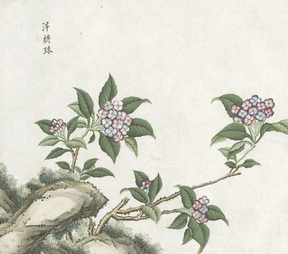 洋绣球花水彩花卉国画素材插画