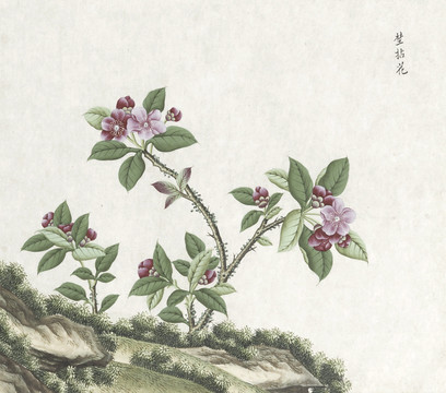 野拈花水彩花卉国画素材插画