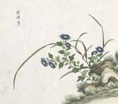 蟛蜞菊花水彩花卉国画素材插画