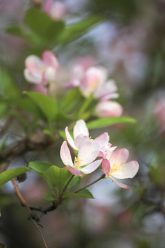 春天的海棠花