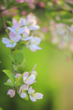 海棠花