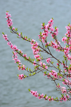 江上桃花